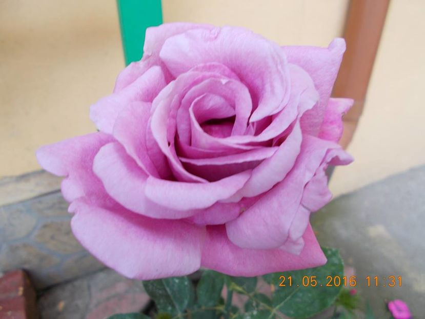 Eminance - Trandafiri 2016