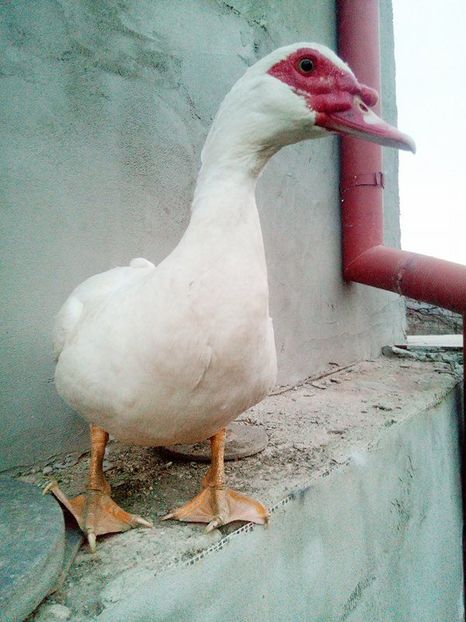 15871222_1659751077655521_474106545_n