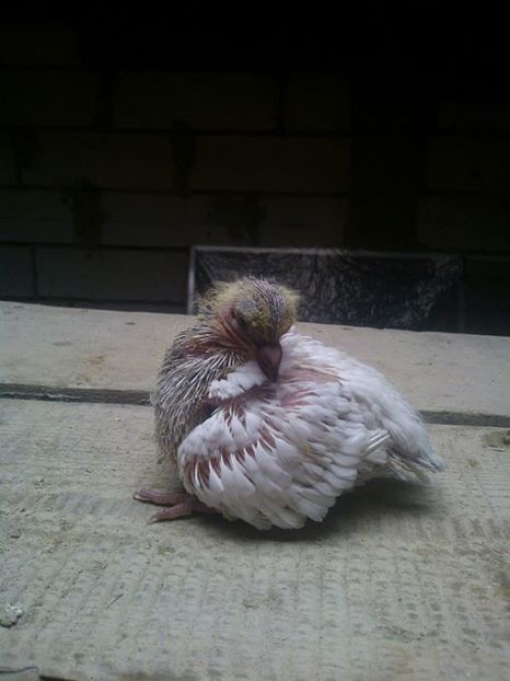 15625904_10155708210062316_1338639846324382675_o