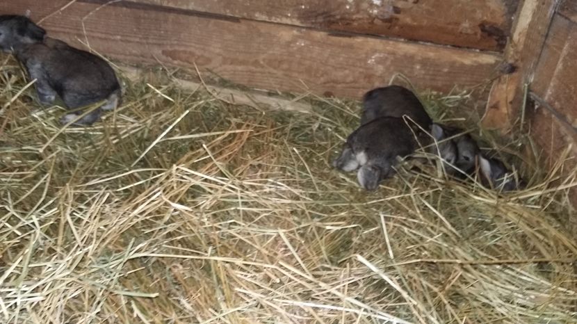 Puiata in 21 dec 2016