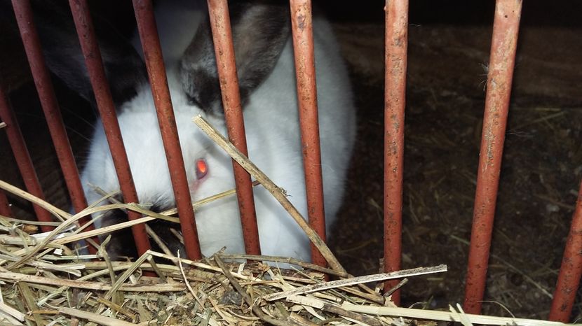 Ro 04   93 pct cs natiobala