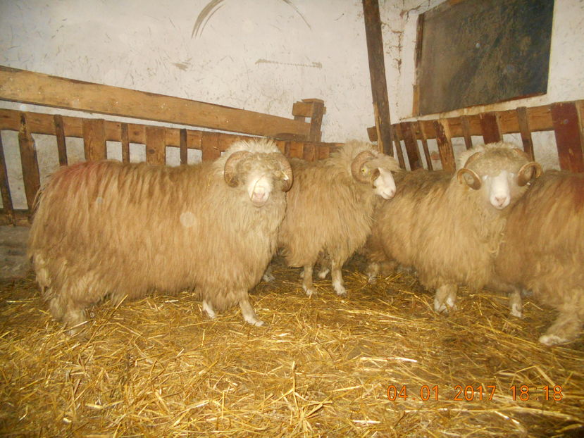 Picture 102 - Berbeci 2016-2017