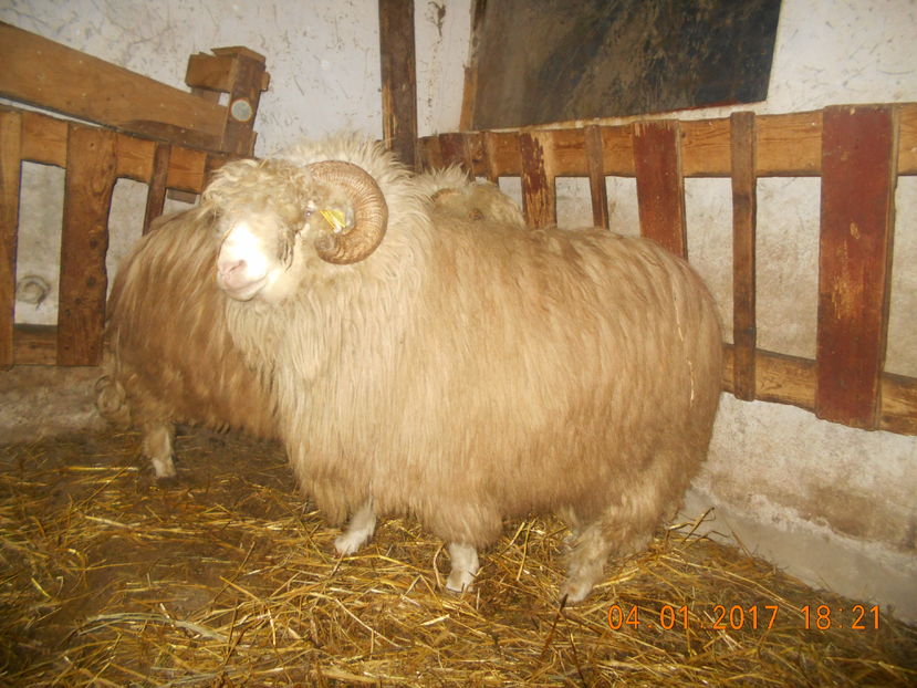 Picture 118 - Berbeci 2016-2017