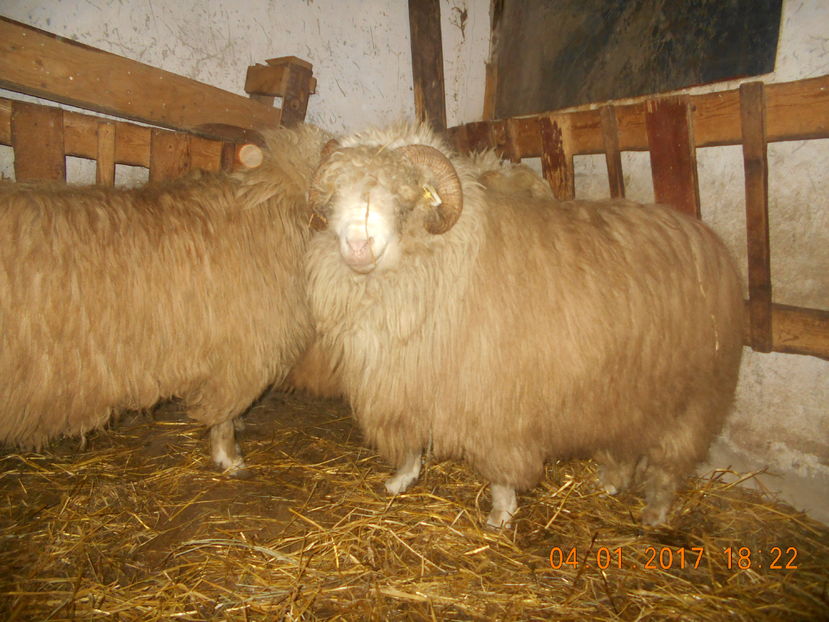 Picture 119 - Berbeci 2016-2017