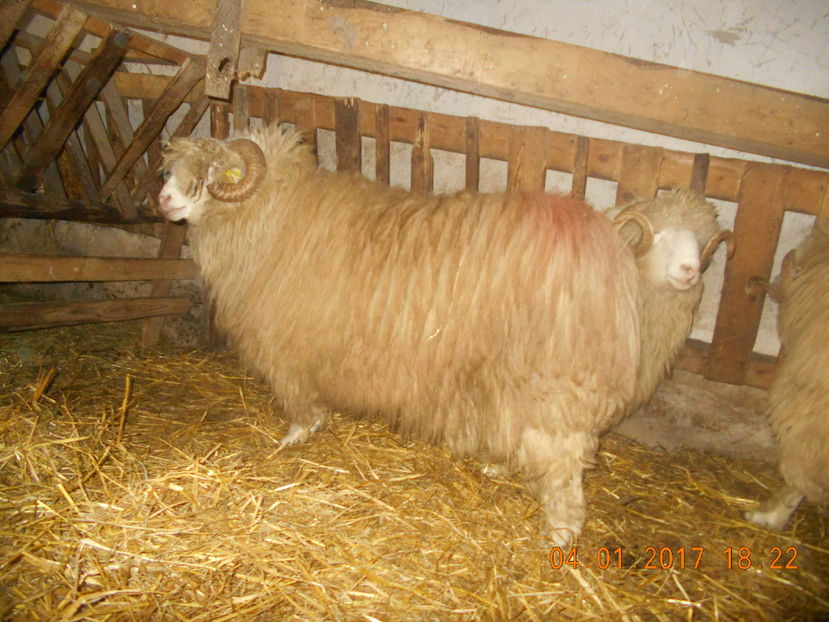 Picture 122 - Berbeci 2016-2017