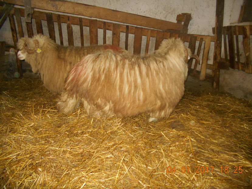 Picture 133 - Berbeci 2016-2017