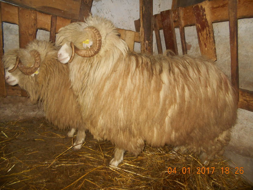 Picture 136 - Berbeci 2016-2017