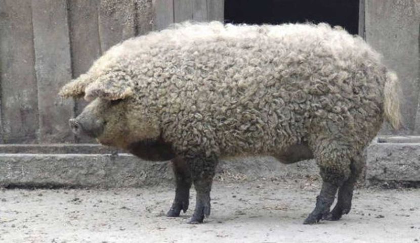 11980096865_90f2563c82_z