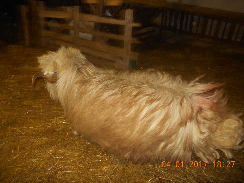 Picture 143 - Berbeci 2016-2017