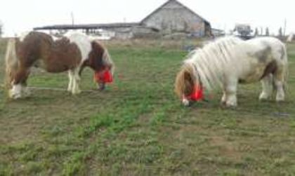 124427098_1_261x203_ponei-de-vinzare-lehliu-gara