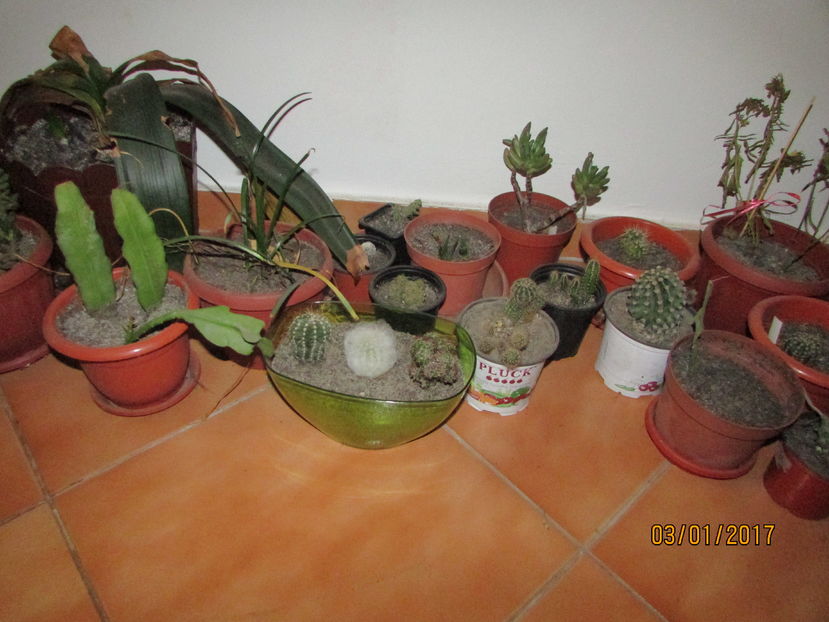  - Cactusii mei la iernat 2017