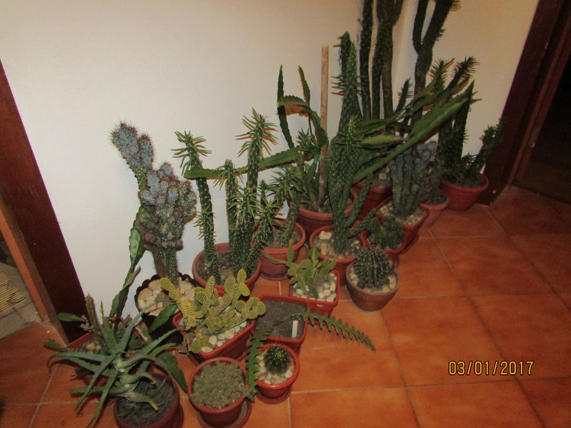  - Cactusii mei la iernat 2017