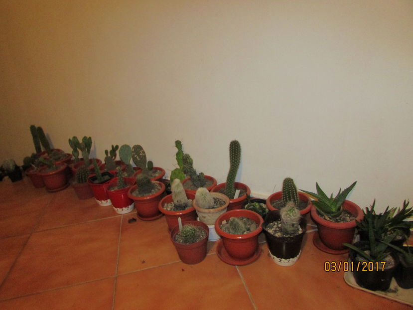  - Cactusii mei la iernat 2017