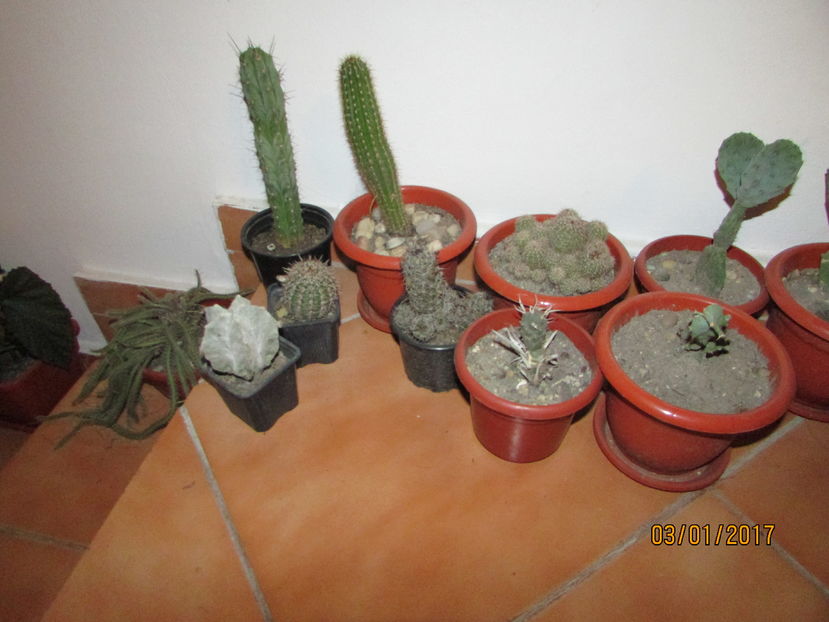  - Cactusii mei la iernat 2017
