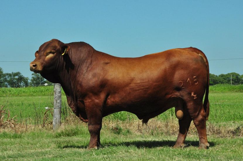 brangus-rojo_568918_large