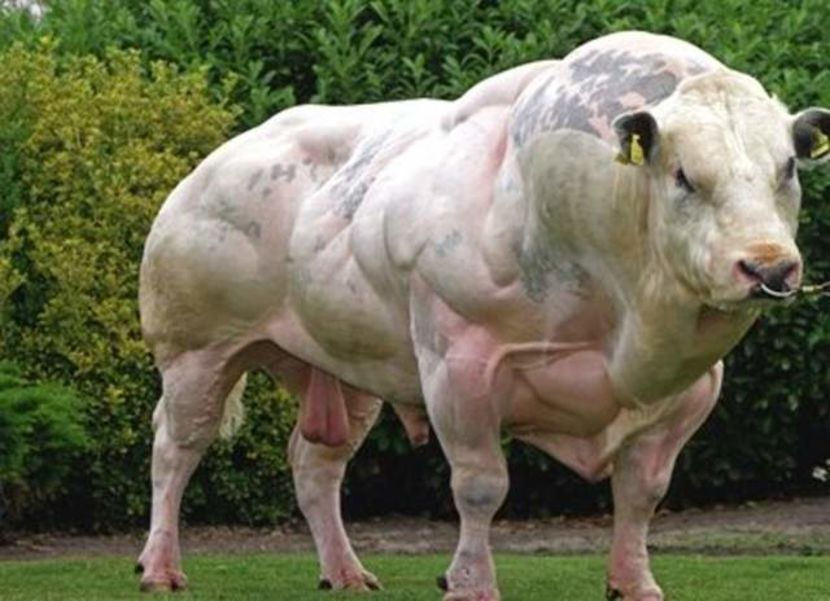 steroid-animals-myostatin-deficient-cow-belgian-blue1