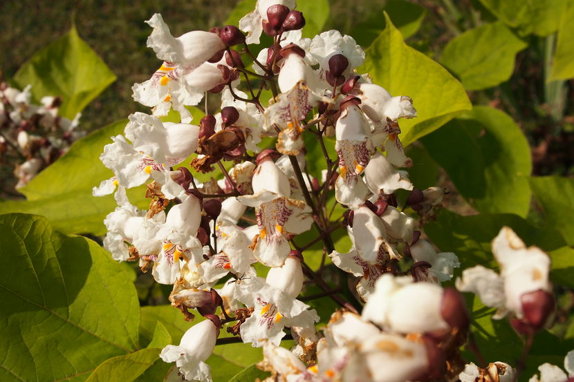 Floare de Catalpa; Are un miros sublim !
