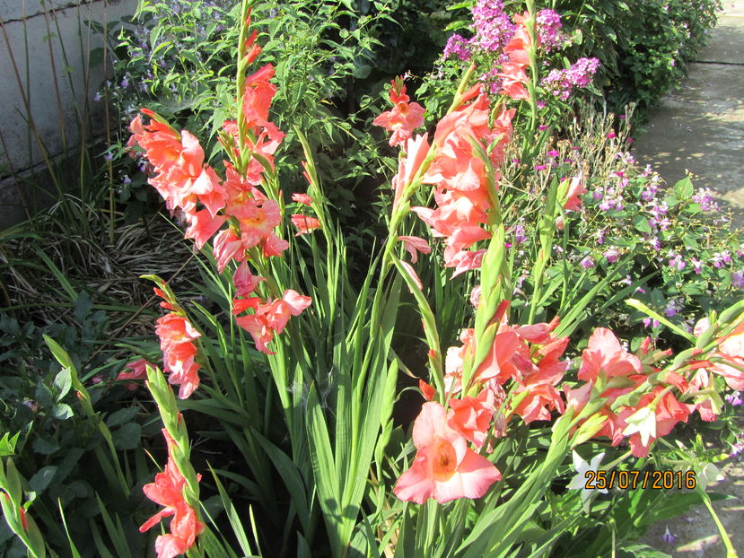 Gladiole (7)