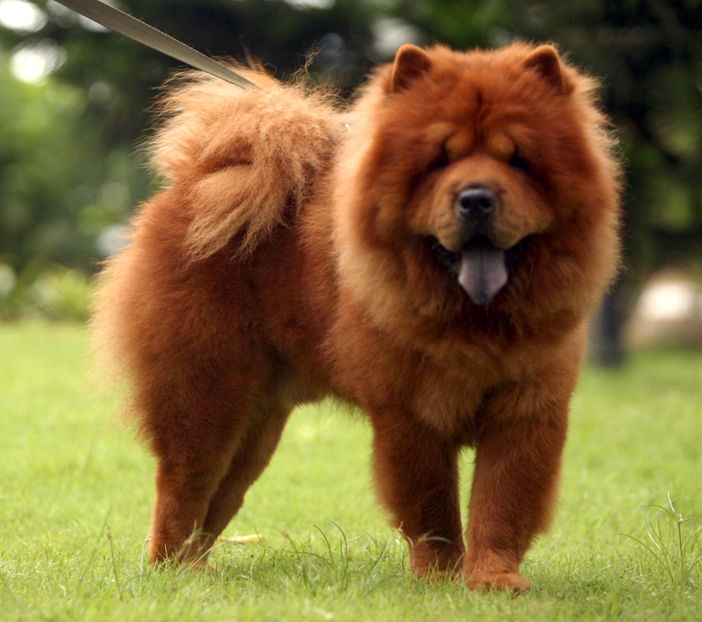 Chow-Chow4 - Animale in lume