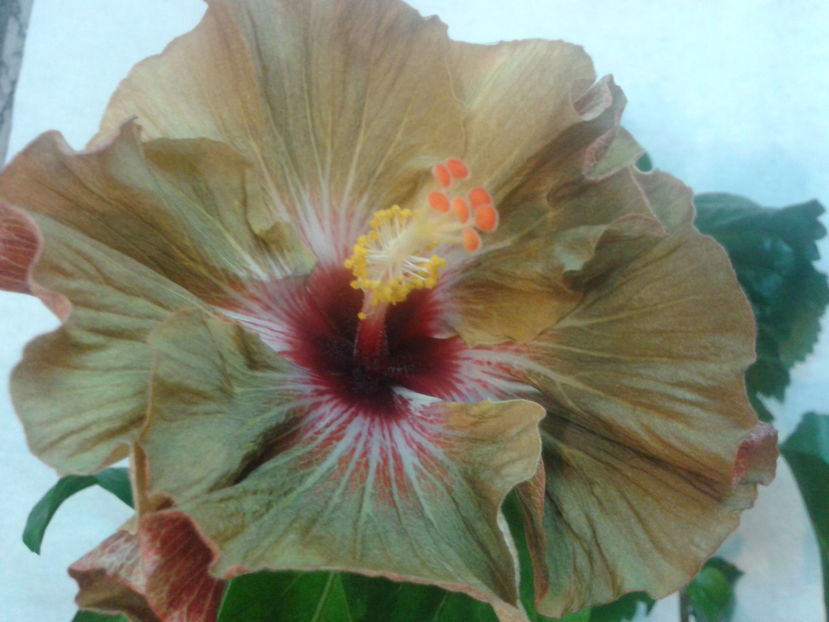 Fotografie0505_1 - HIBISCUS 2017---2018