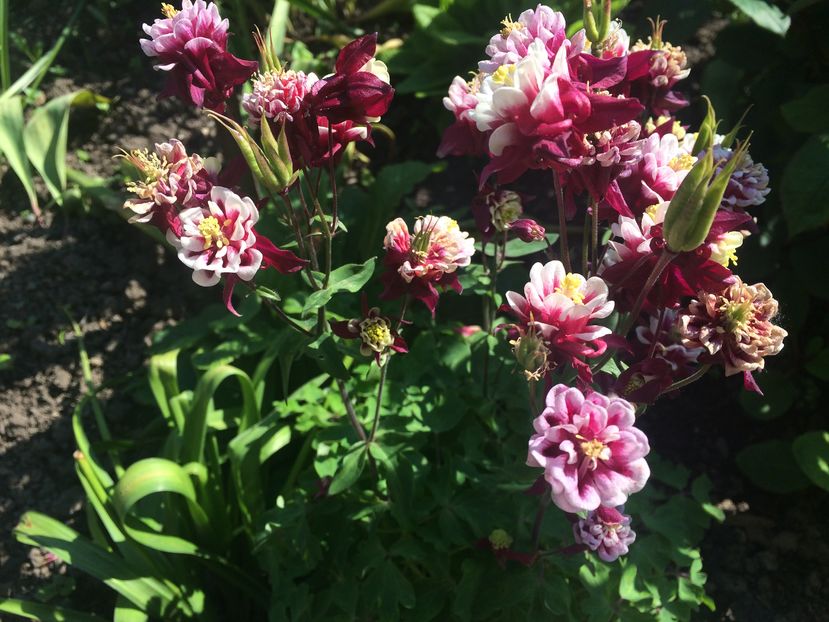  - Alte flori din gradina 2016