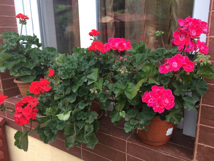  - Alte flori din gradina 2016