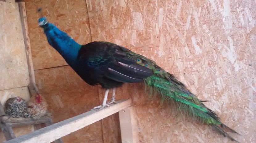 05.01.2017 - PAUNI UMAR NEGRU