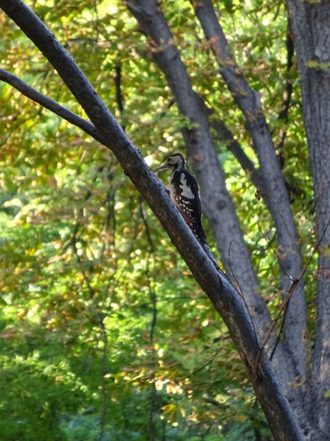 9gT - Ciocanitoare - Pasari A-G V02