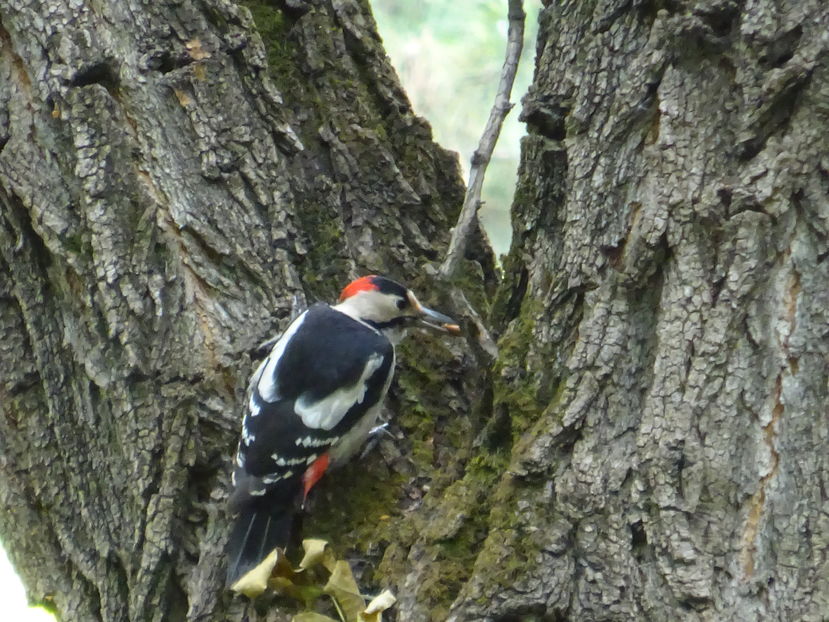 9iT - Ciocanitoare - Pasari A-G V02