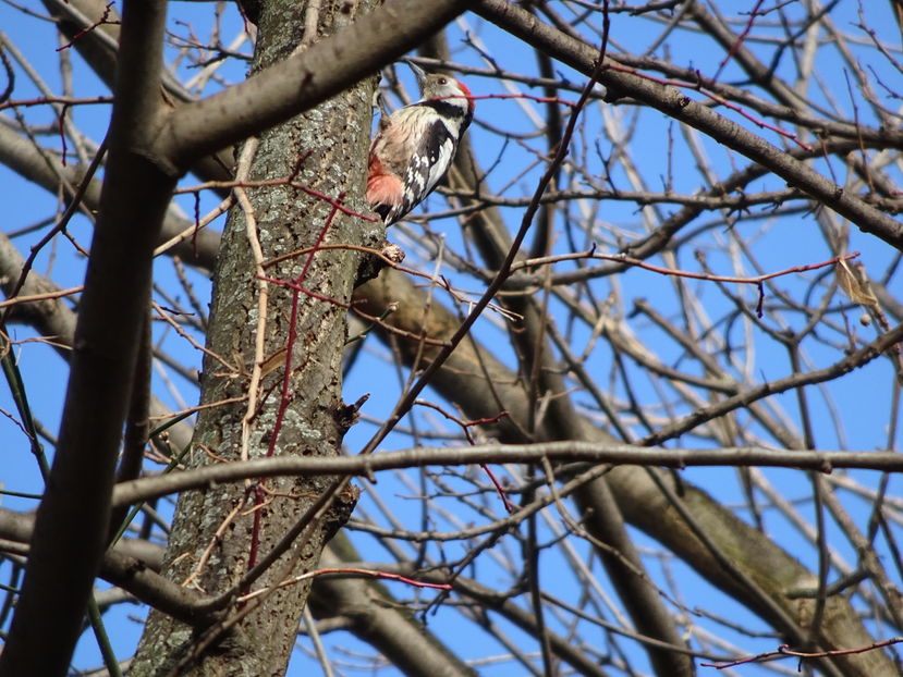 9jT - Ciocanitoare - Pasari A-G V02