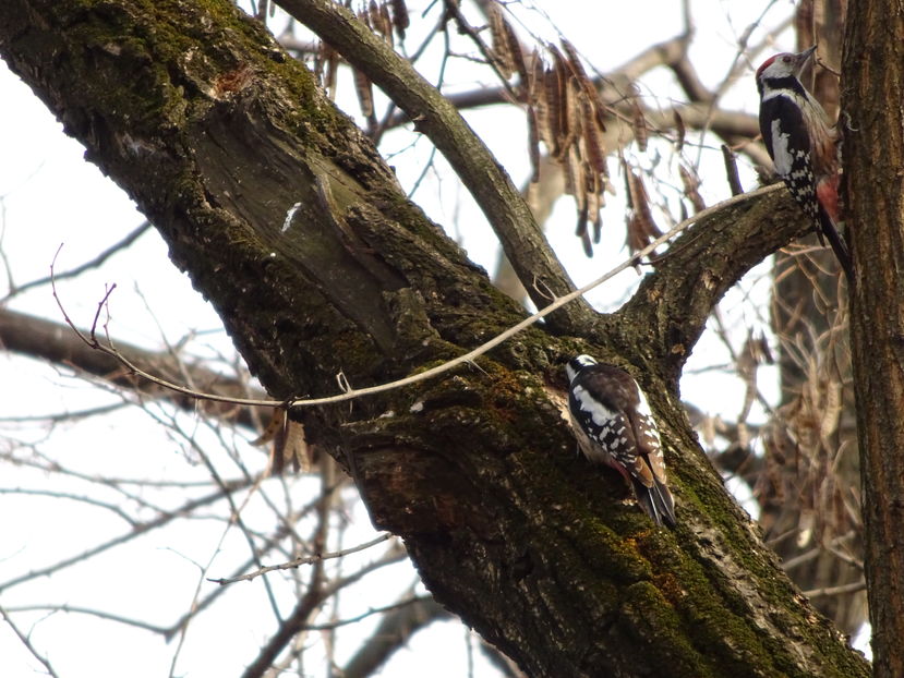 9kT - Ciocanitoare - Pasari A-G V02