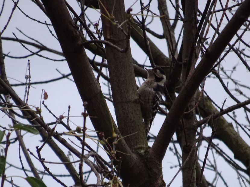 10bT - Ciocanitoare mica pestrita - Pasari A-G V02