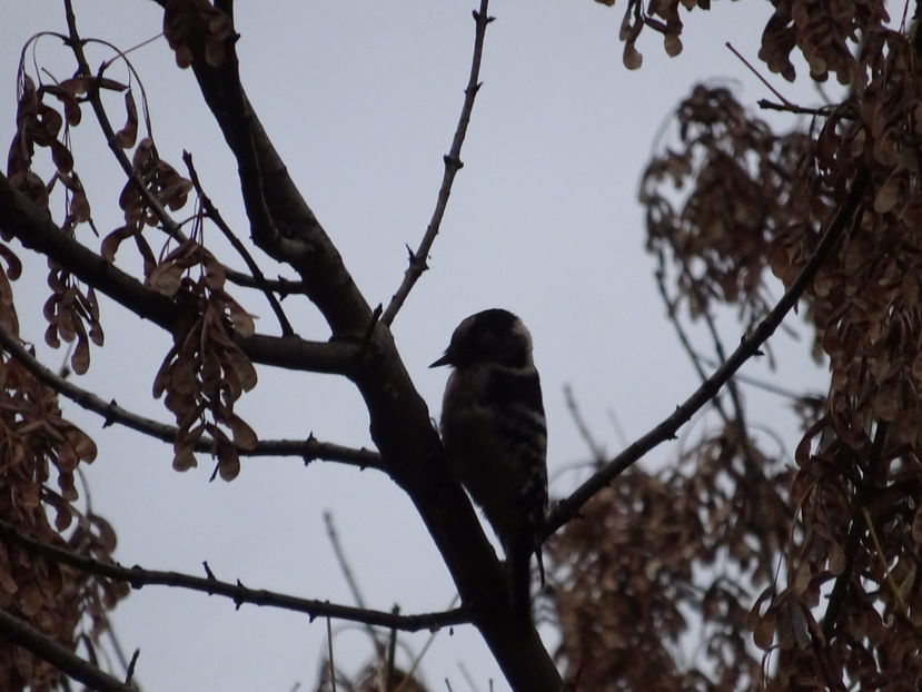 10cT - Ciocanitoare mica pestrita - Pasari A-G V02