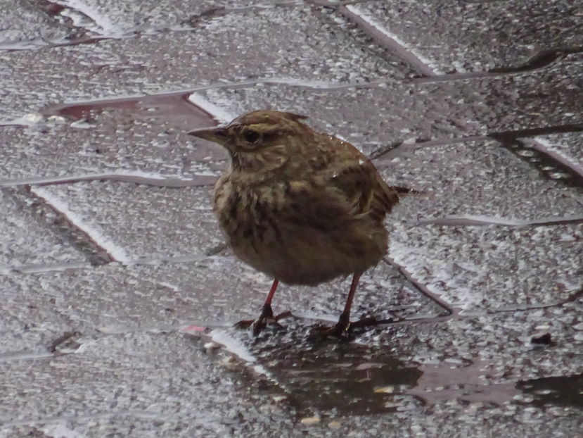 11aA - Ciocarlie - Pasari A-G V02