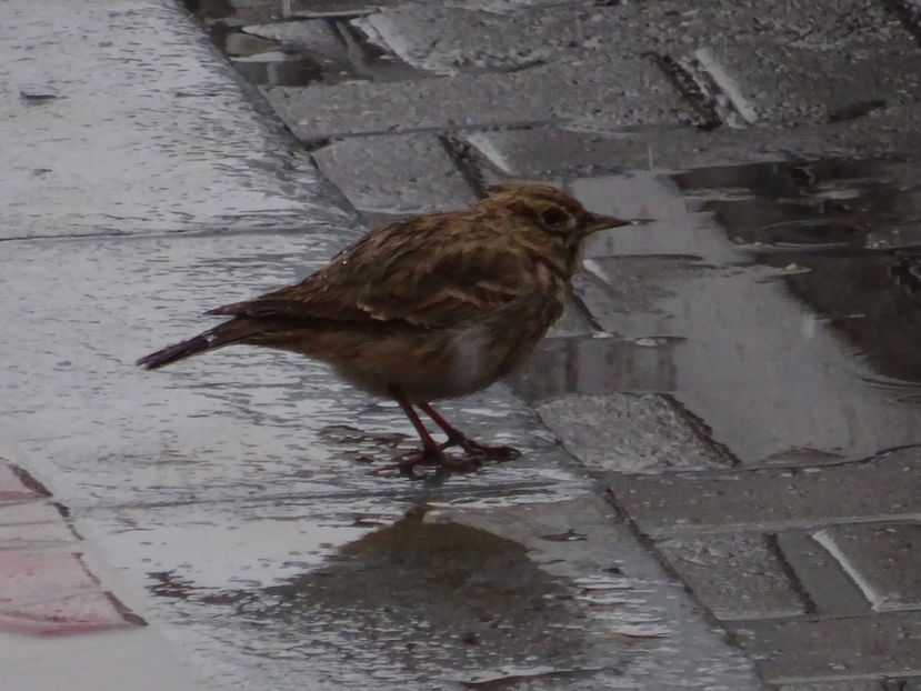 11bA - Ciocarlie - Pasari A-G V02