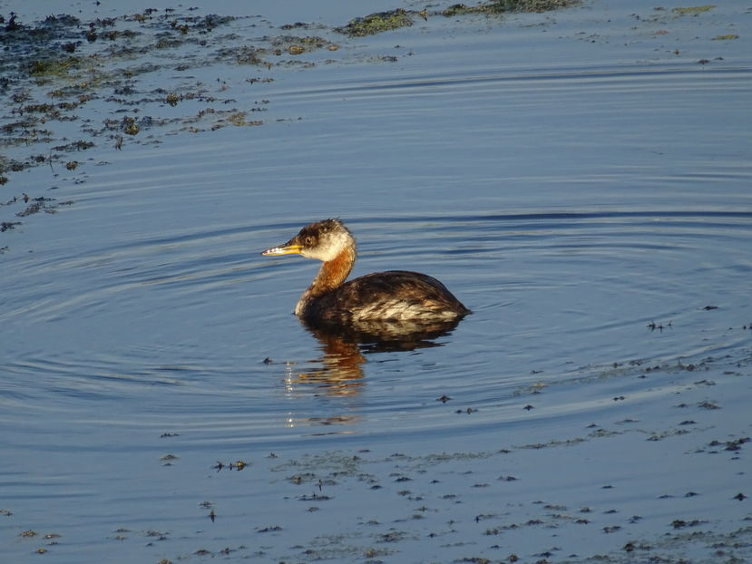 18aT - Corcodel cu gat rosu