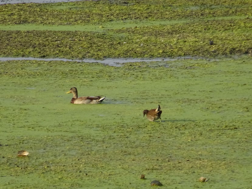 30bT - Gainusa de balta