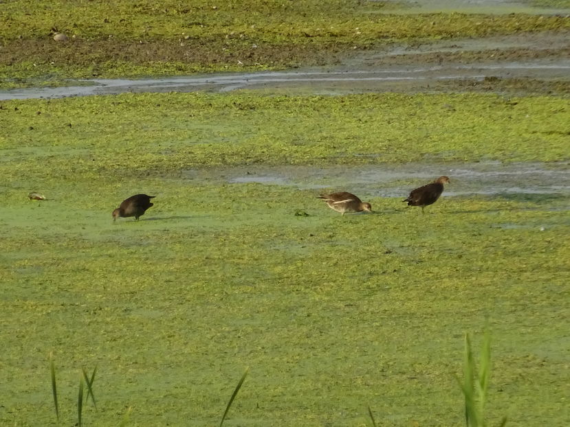 30cT - Gainusa de balta