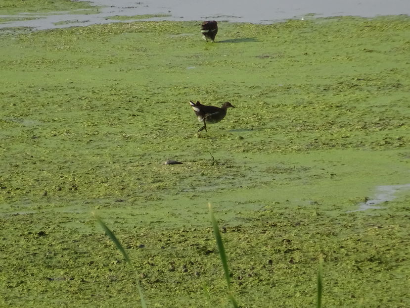 30dT - Gainusa de balta