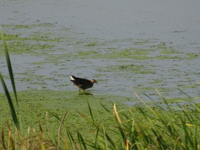 30eT - Gainusa de balta - Pasari A-G V02