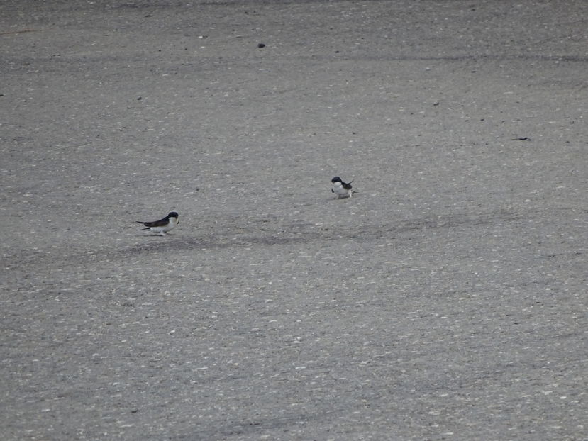 35dA - Lastun de casa