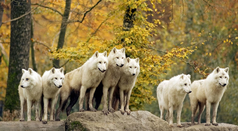 Golden-fall-foliage-and-pack-of-white-wolves - Animale in lume