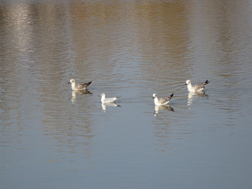 43aT - Pescarus mare