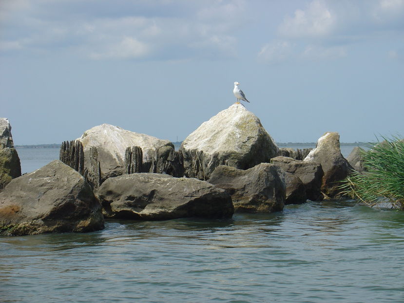 43bA - Pescarus mare