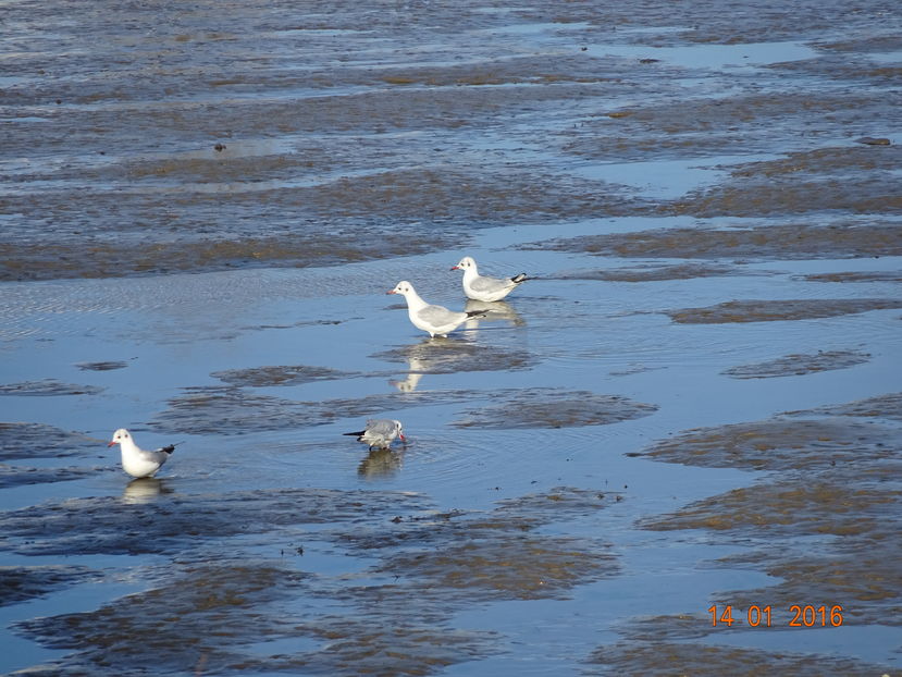 44fT - Pescarus razator