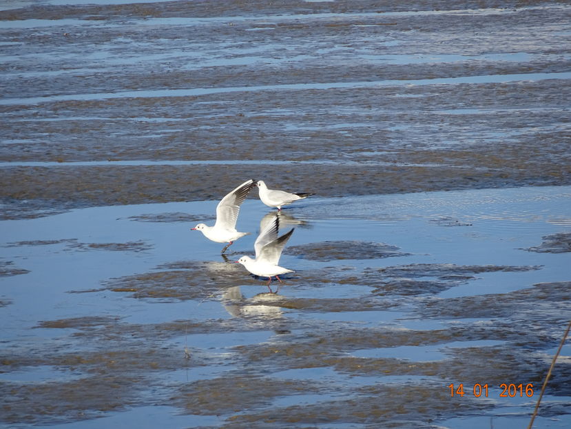 44gT - Pescarus razator