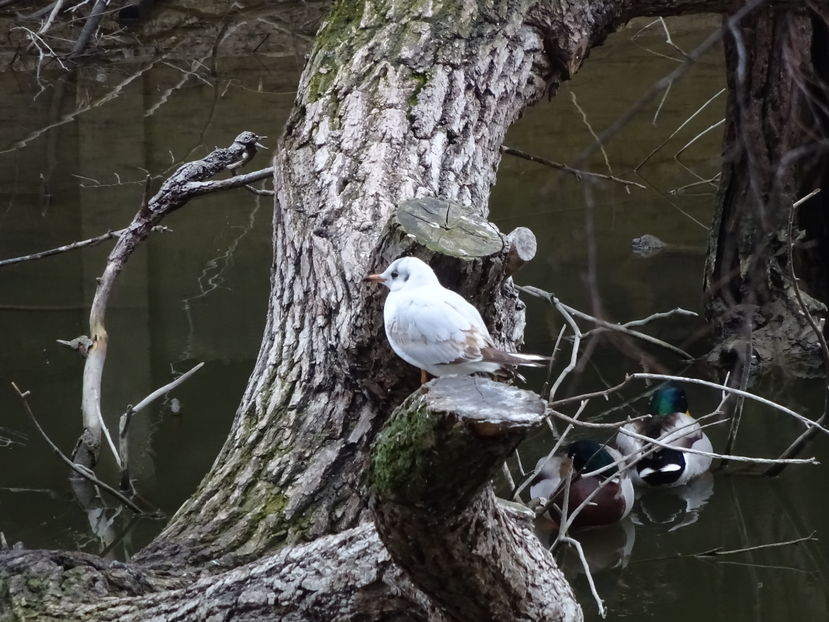 44hB - Pescarus razator