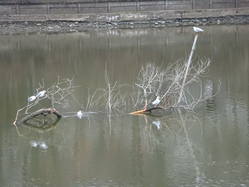 44iB - Pescarus razator