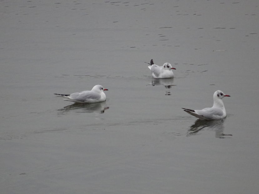 44jB - Pescarus razator - Pasari L-R V02
