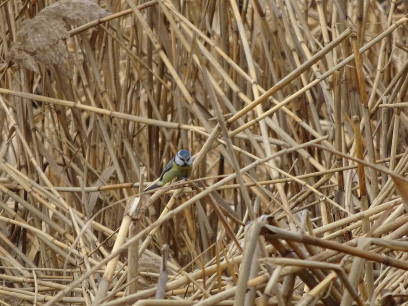 46aT - Pitigoi albastru